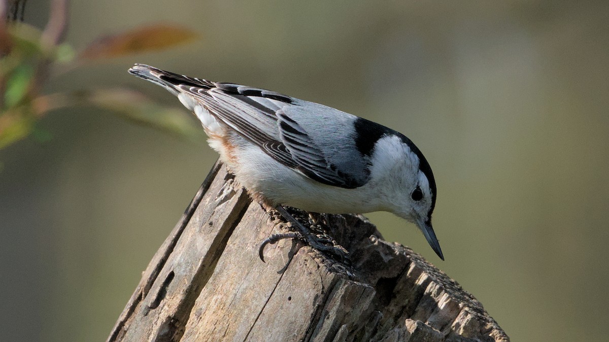White-breasted Nuthatch - ML618120591