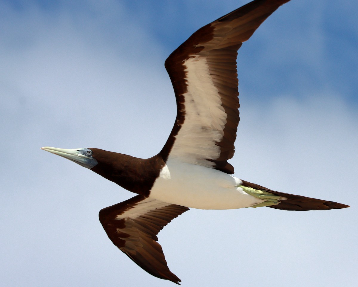 Brown Booby - Rolo Rodsey