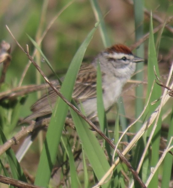 Chipping Sparrow - ML618120661