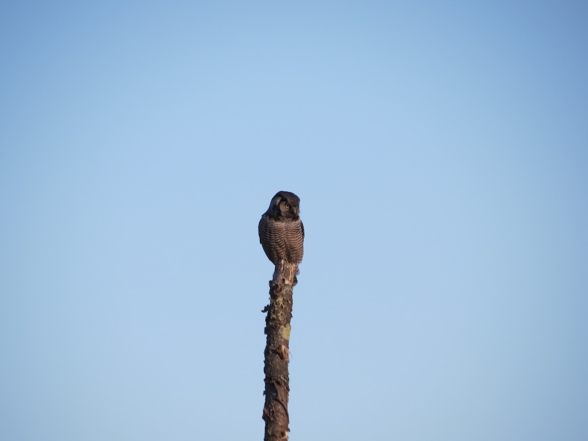 Northern Hawk Owl - Balec family
