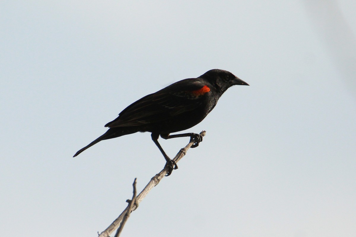 Red-winged Blackbird - ML618120690