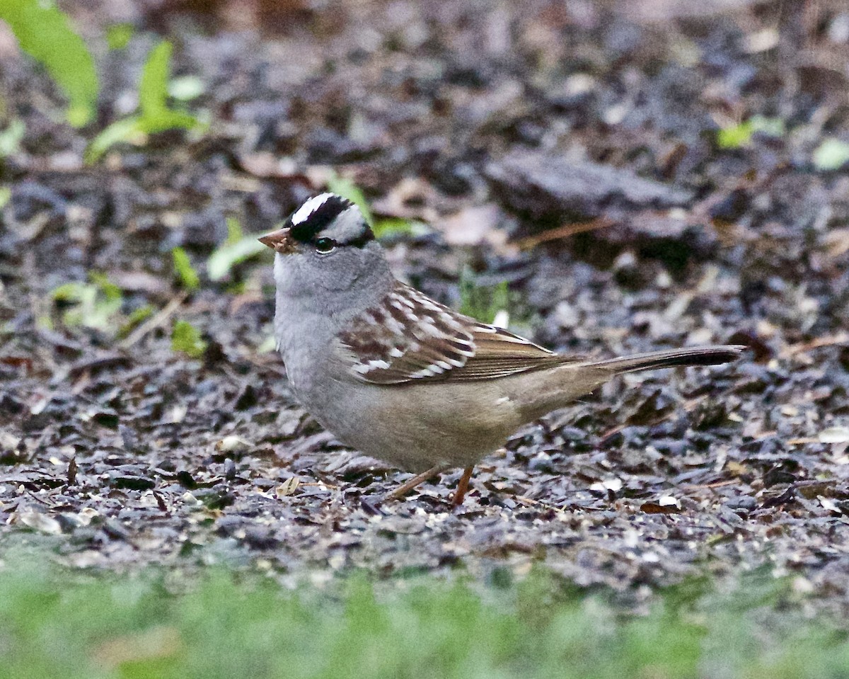 White-crowned Sparrow - ML618120723