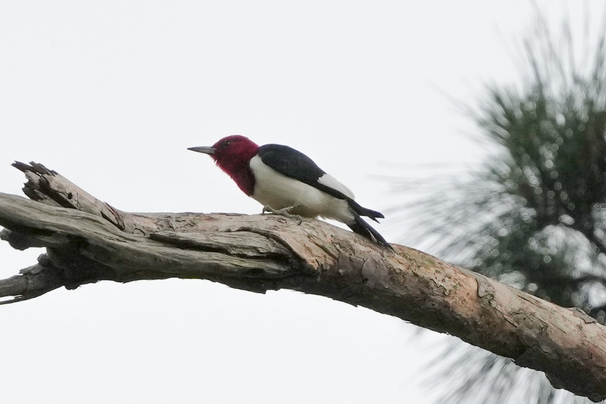 Red-headed Woodpecker - Tom Cassaro