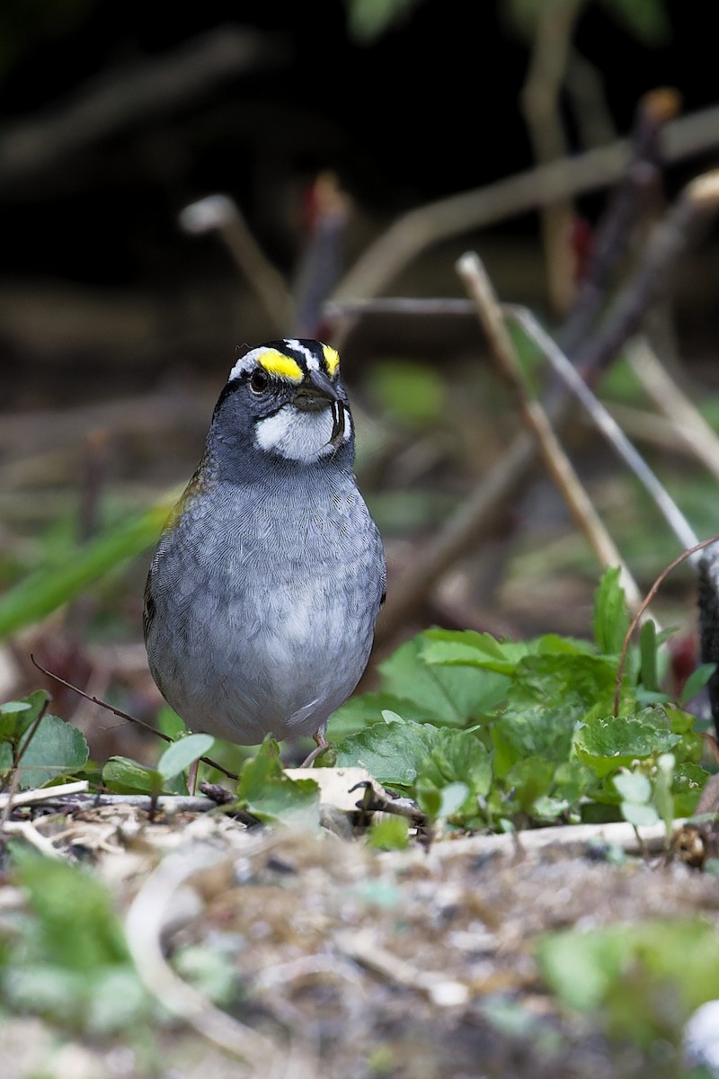 White-throated Sparrow - ML618120877