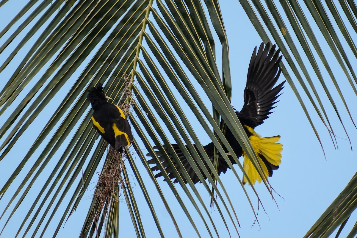 Yellow-winged Cacique - ML618120883