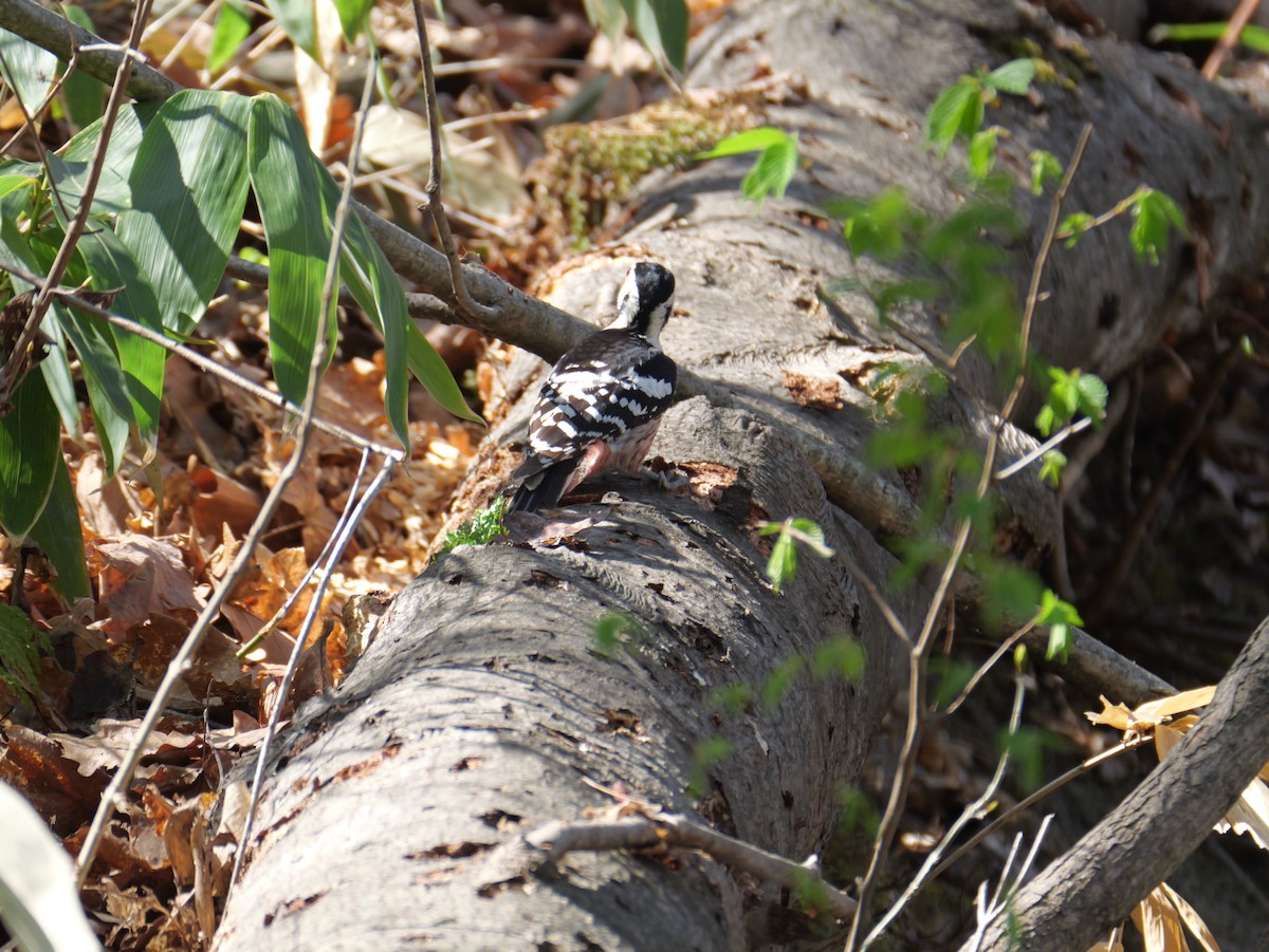 White-backed Woodpecker - ML618120898