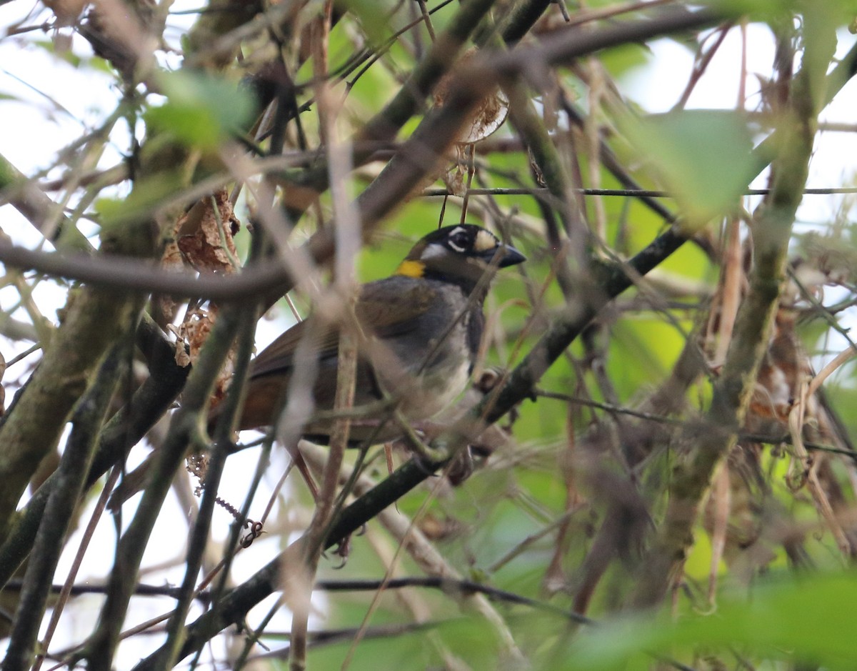 White-eared Ground-Sparrow - Braden Collard