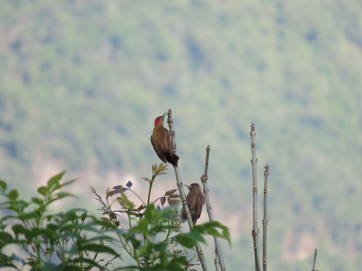 Smoky-brown Woodpecker - ML618120927