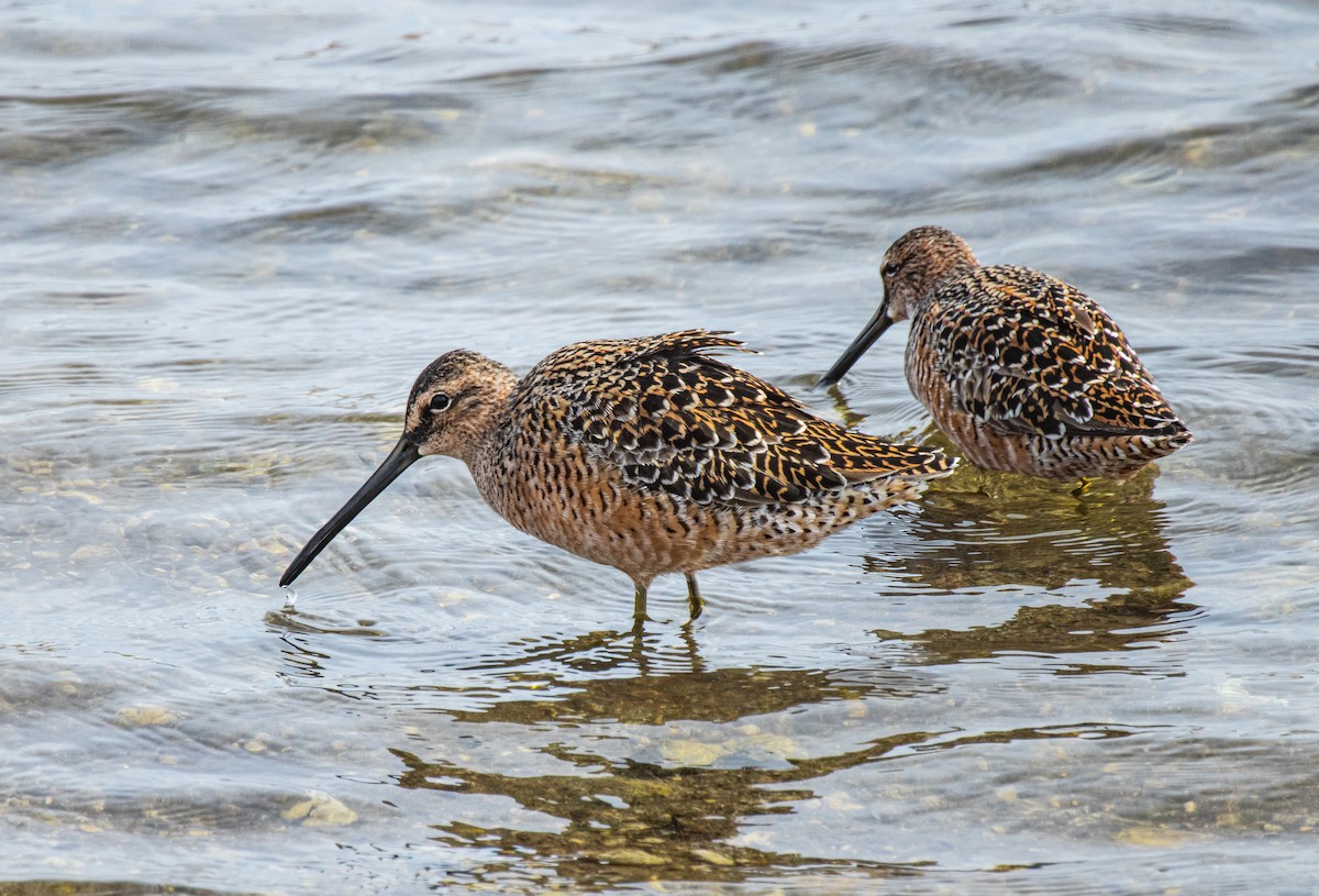 Long-billed Dowitcher - ML618120952