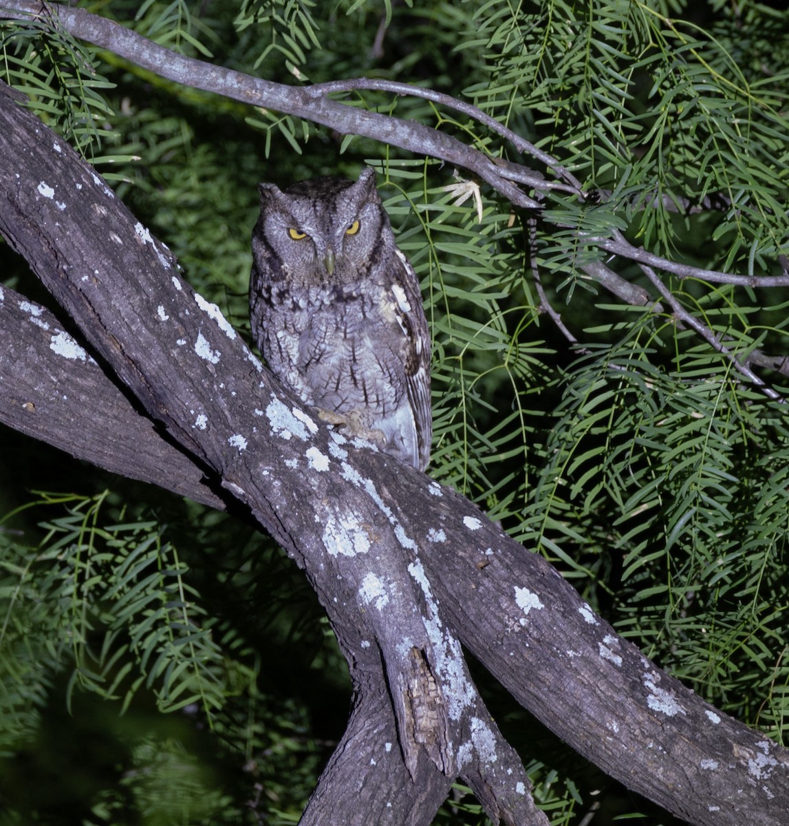 Eastern Screech-Owl (McCall's) - ML618120953