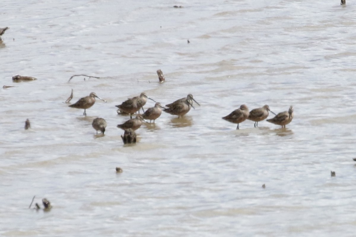 Long-billed Dowitcher - ML618120966
