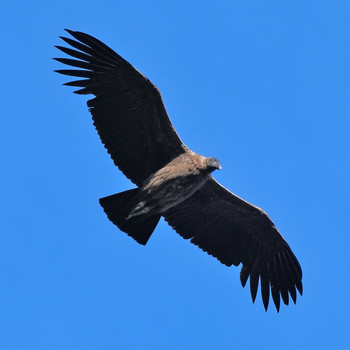 Andean Condor - ML618120970