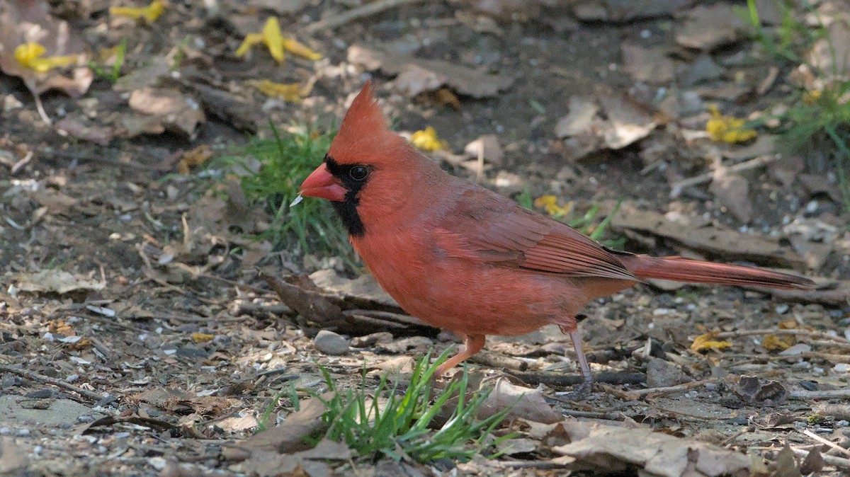 Northern Cardinal - Robert Howard