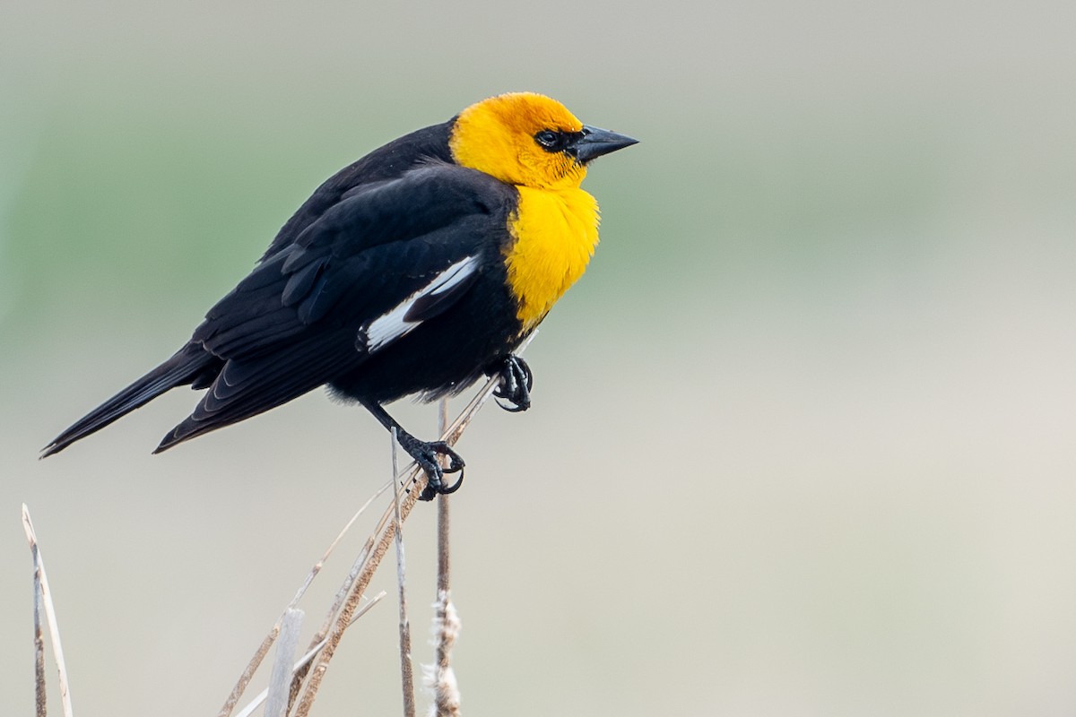 Yellow-headed Blackbird - ML618121098