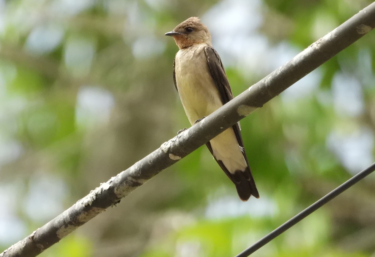 Southern Rough-winged Swallow - ML618121126