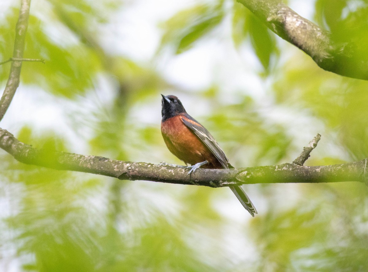 Orchard Oriole - ML618121133