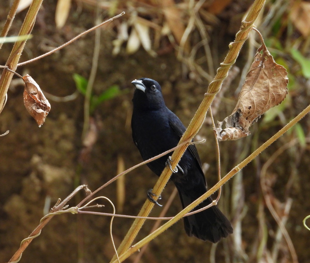White-lined Tanager - ML618121137