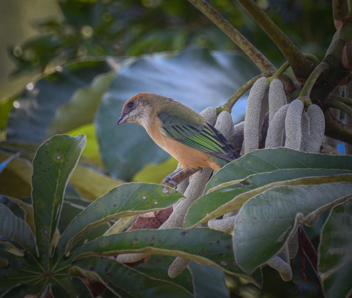 Burnished-buff Tanager - ML618121143