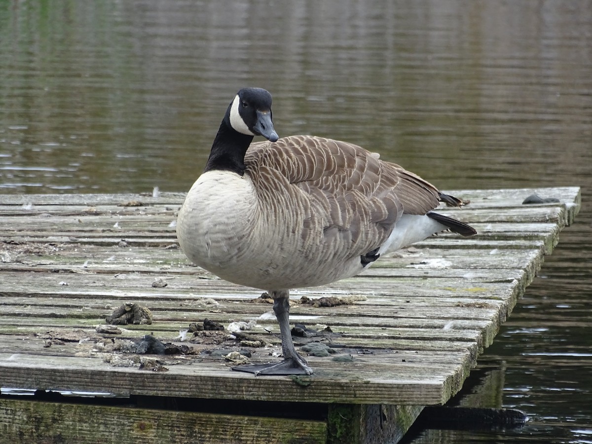 Canada Goose - Shey Claflin