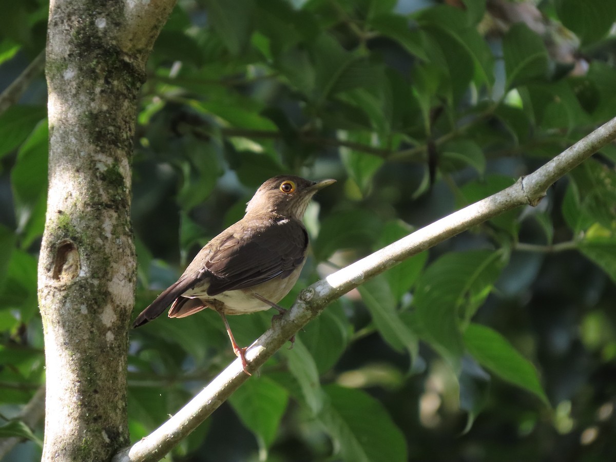 Spectacled Thrush - Cristian Cufiño