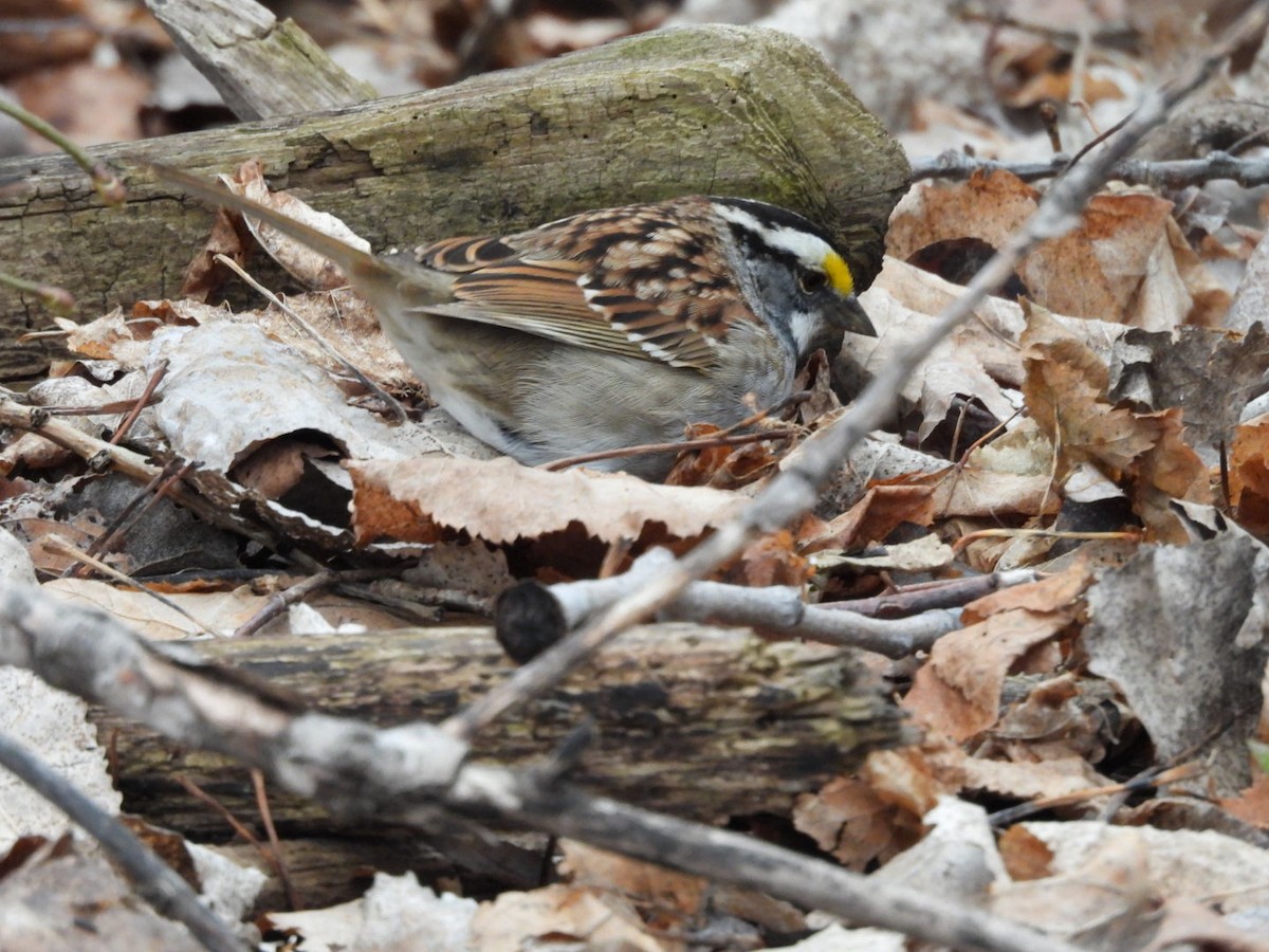White-throated Sparrow - Parise Beaulieu