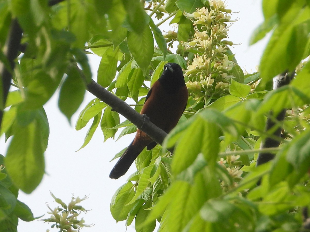Orchard Oriole - ML618121254