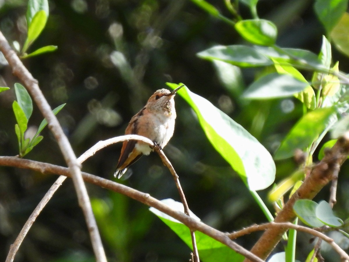 Rufous Hummingbird - ML618121288