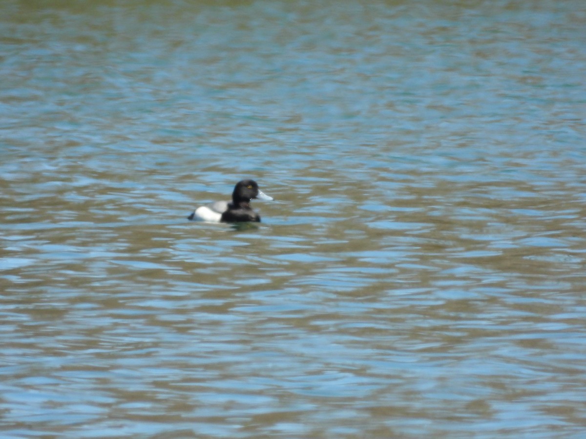 Greater Scaup - ML618121300