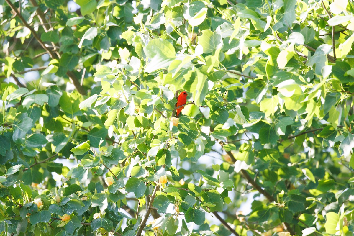 Scarlet Tanager - ML618121309
