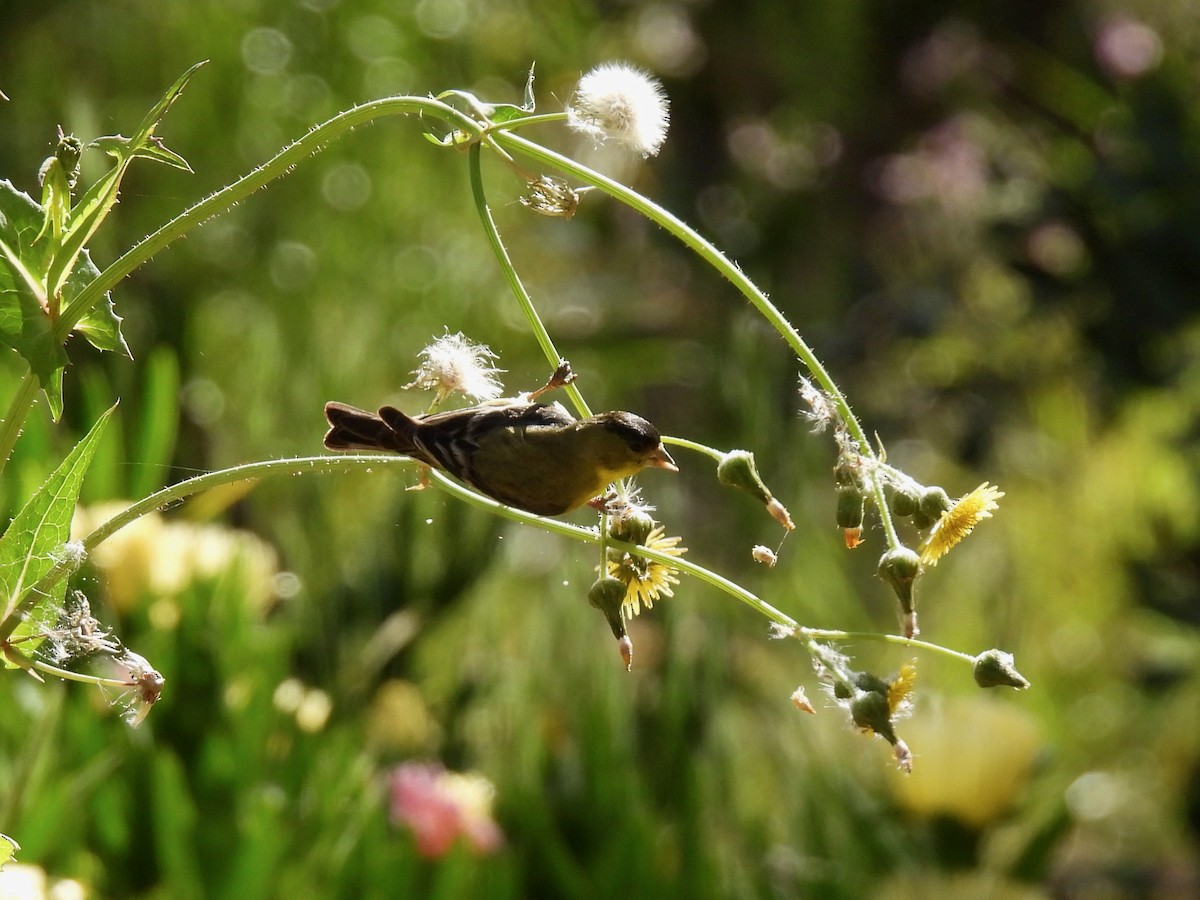 Lesser Goldfinch - Martha Wild