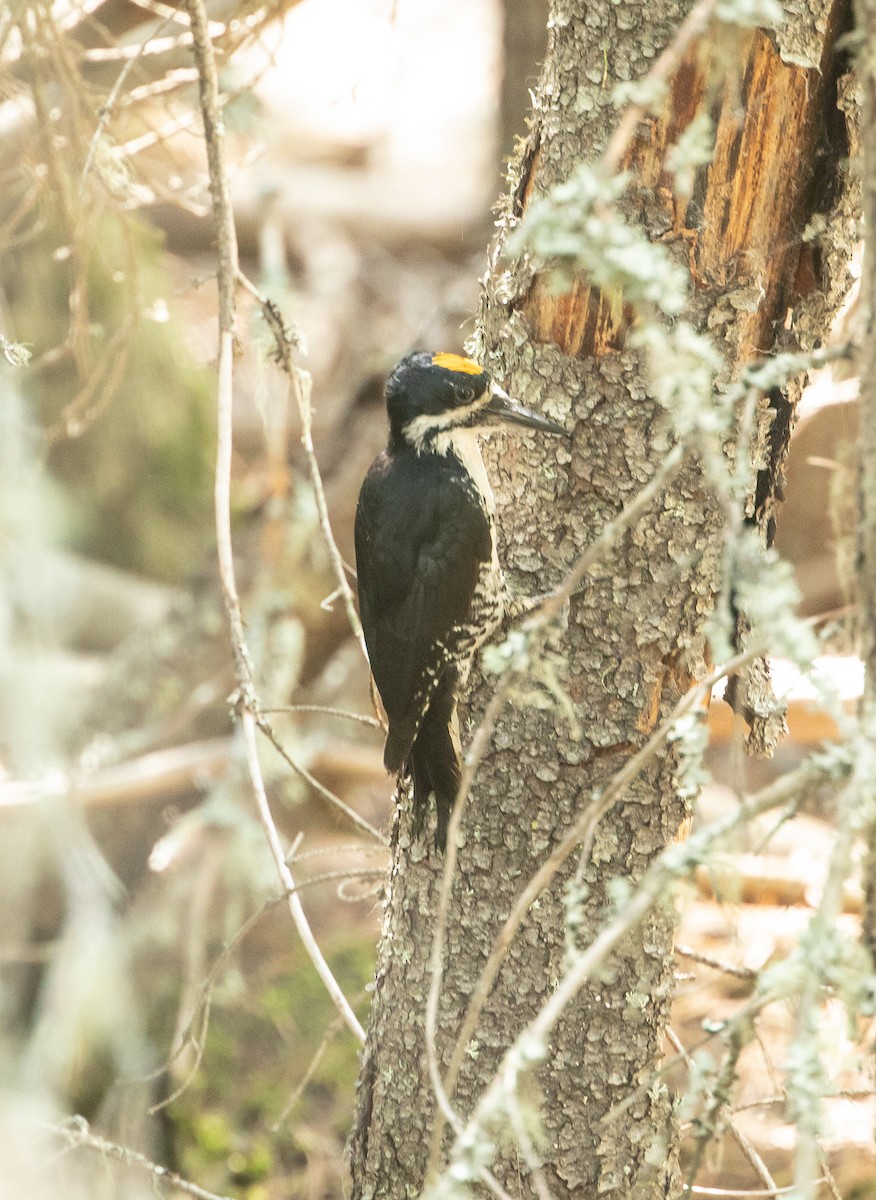 Black-backed Woodpecker - ML618121330