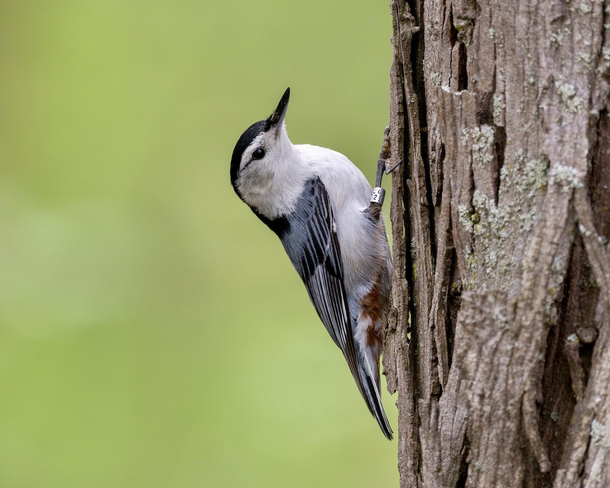 White-breasted Nuthatch - Rob Kanter