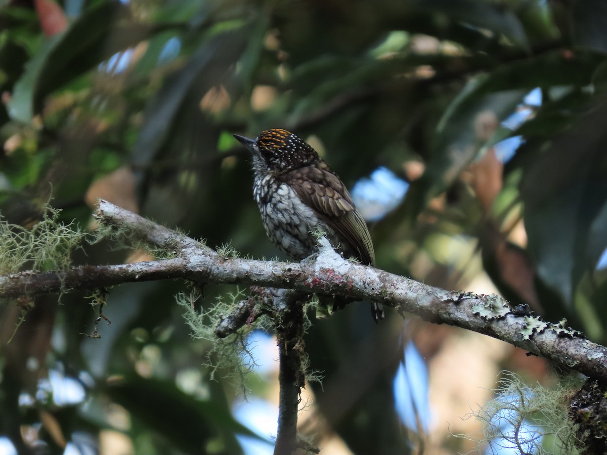 Scaled Piculet - Cristian Cufiño