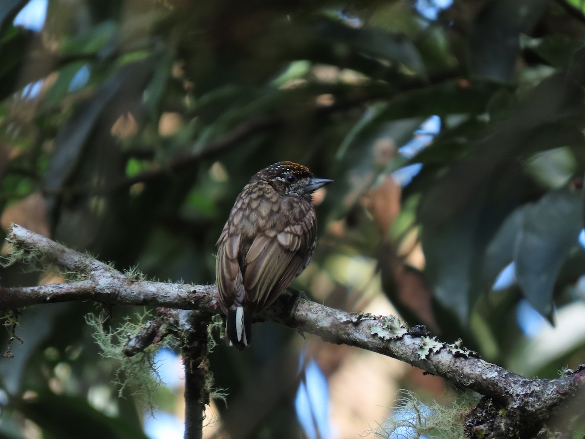 Scaled Piculet - ML618121357