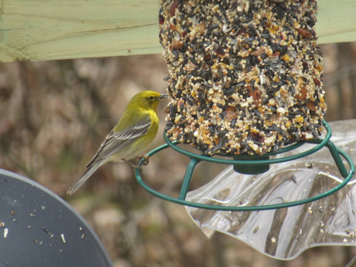 Pine Warbler - Spectacled Redhead