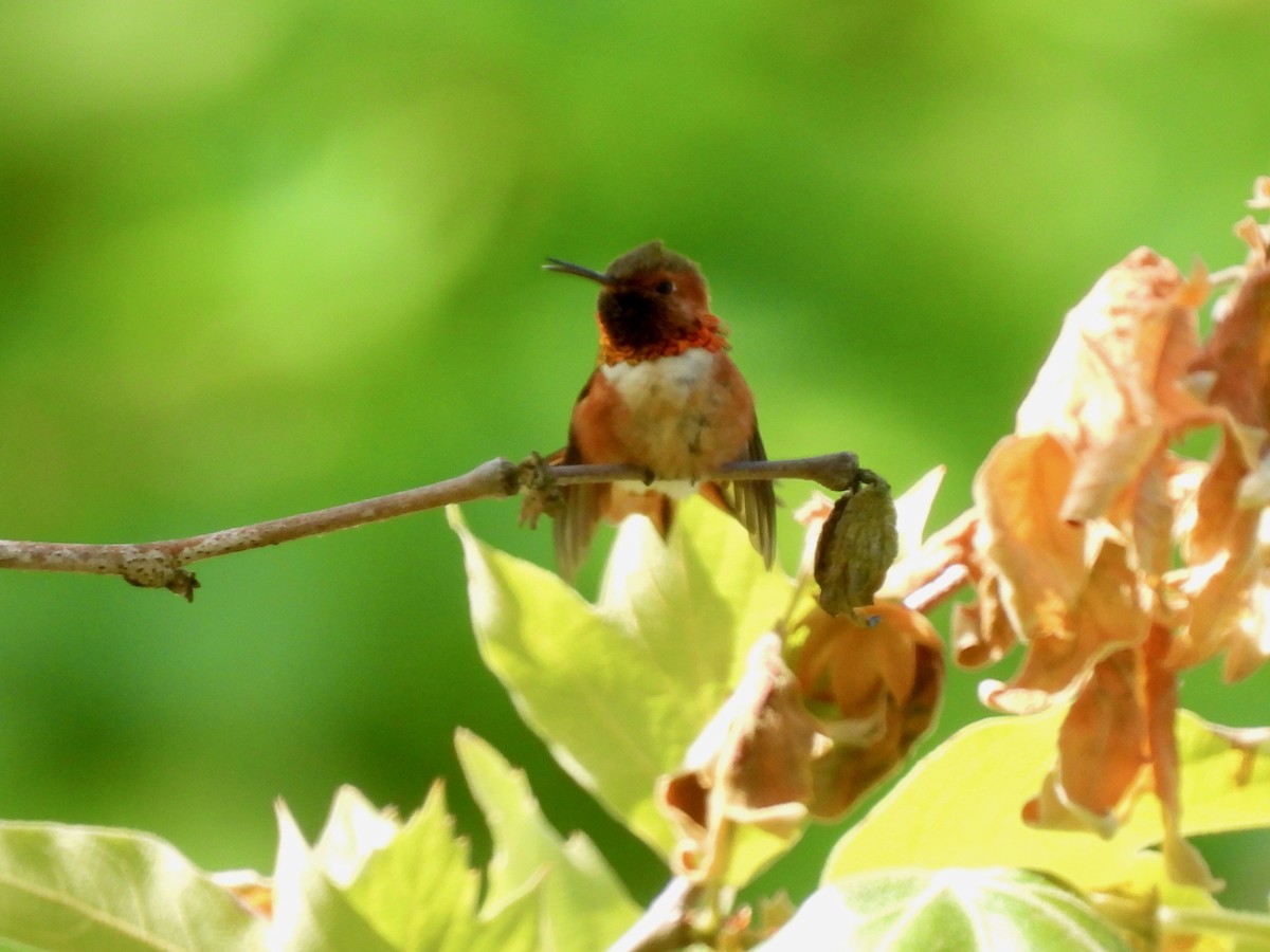 Allen's Hummingbird - ML618121383