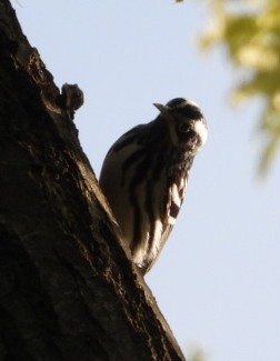 Black-and-white Warbler - ML618121384