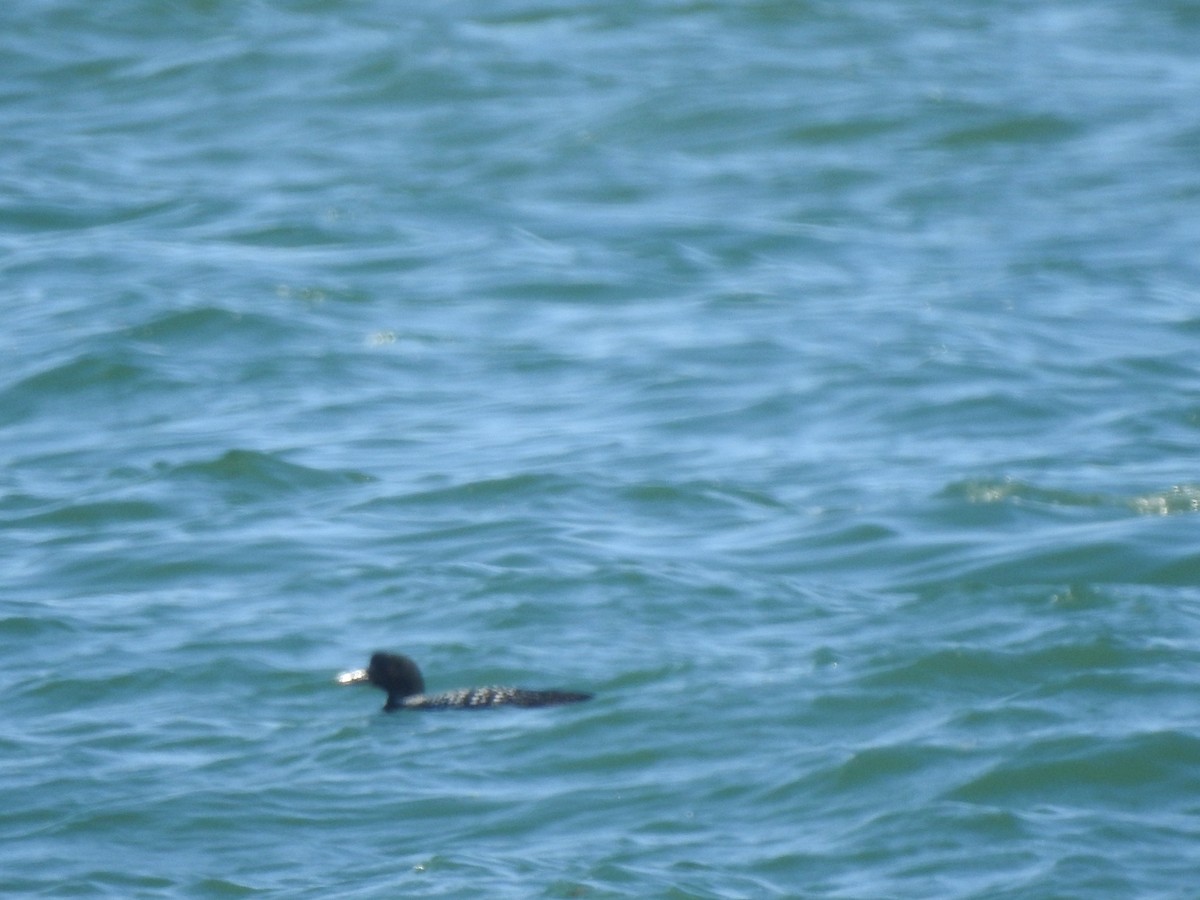 Common Loon - Layton Pace