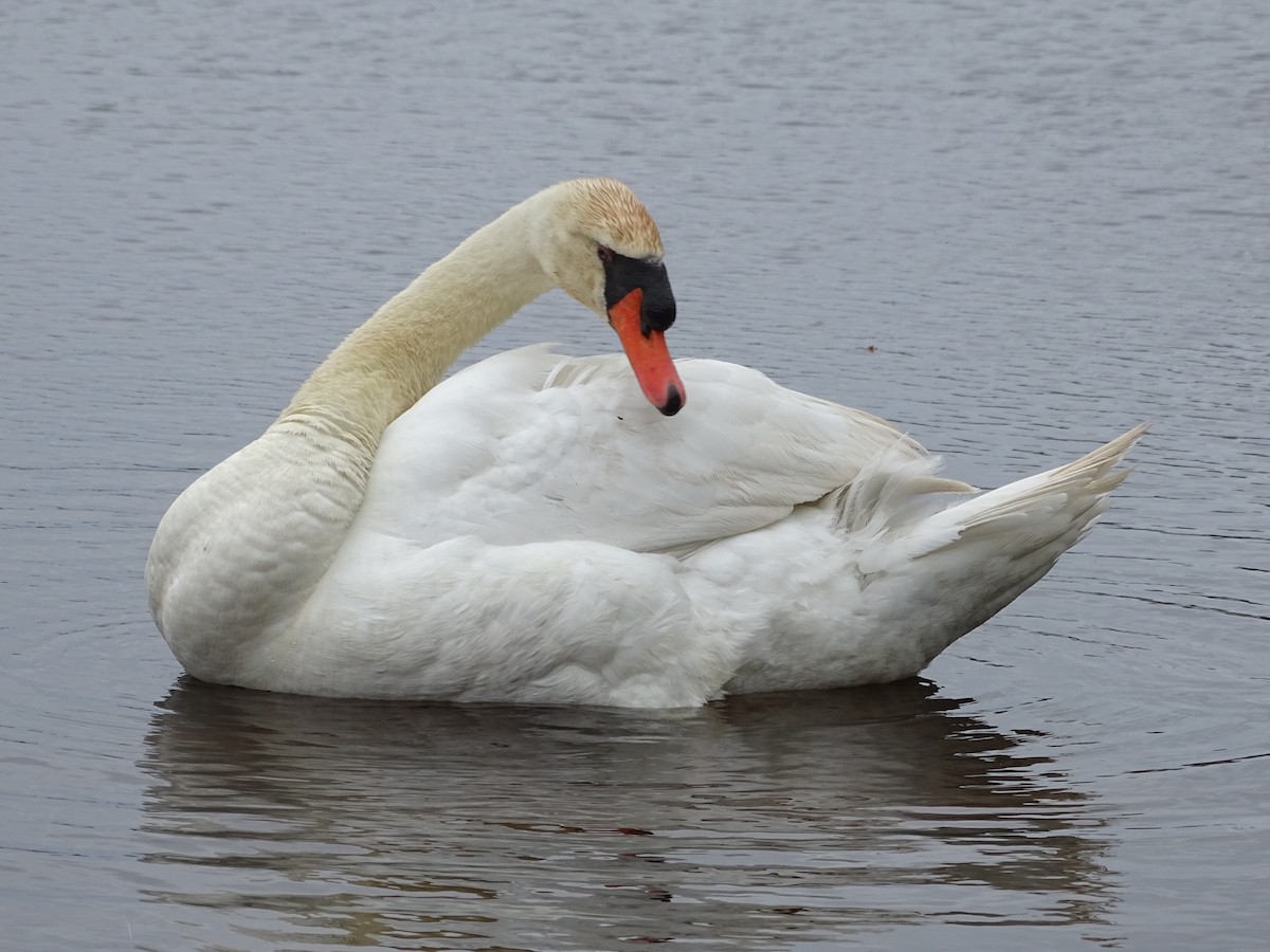 Mute Swan - Shey Claflin