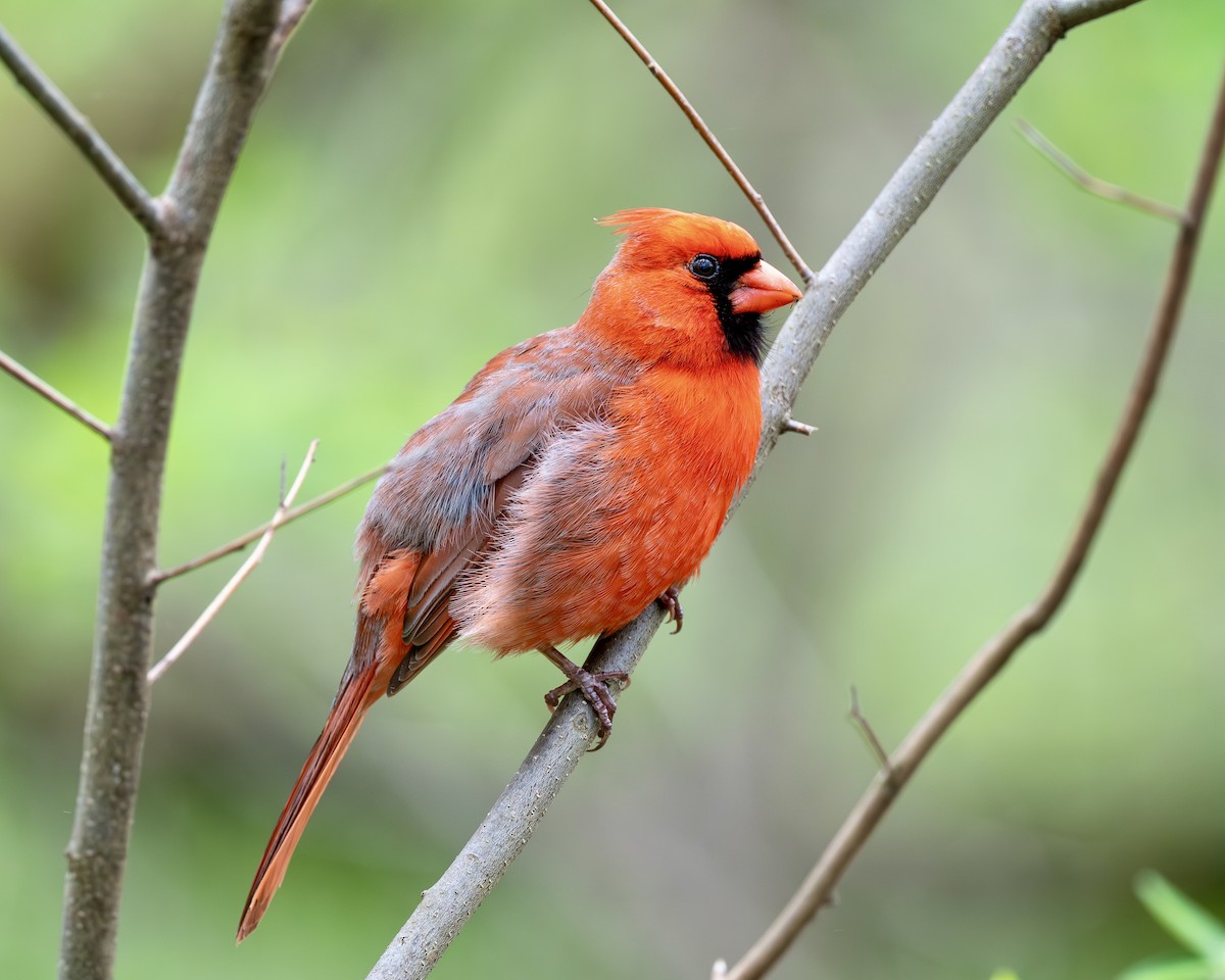 Northern Cardinal - Rob Kanter