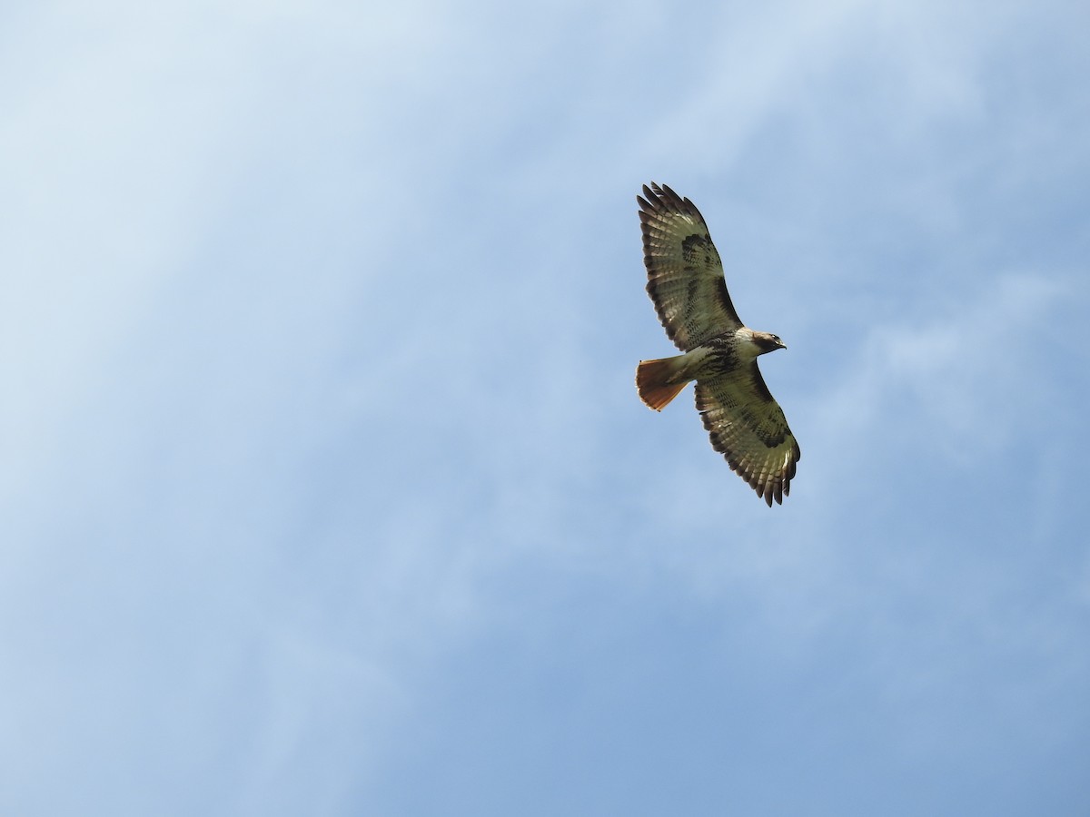 Red-tailed Hawk - ML618121393
