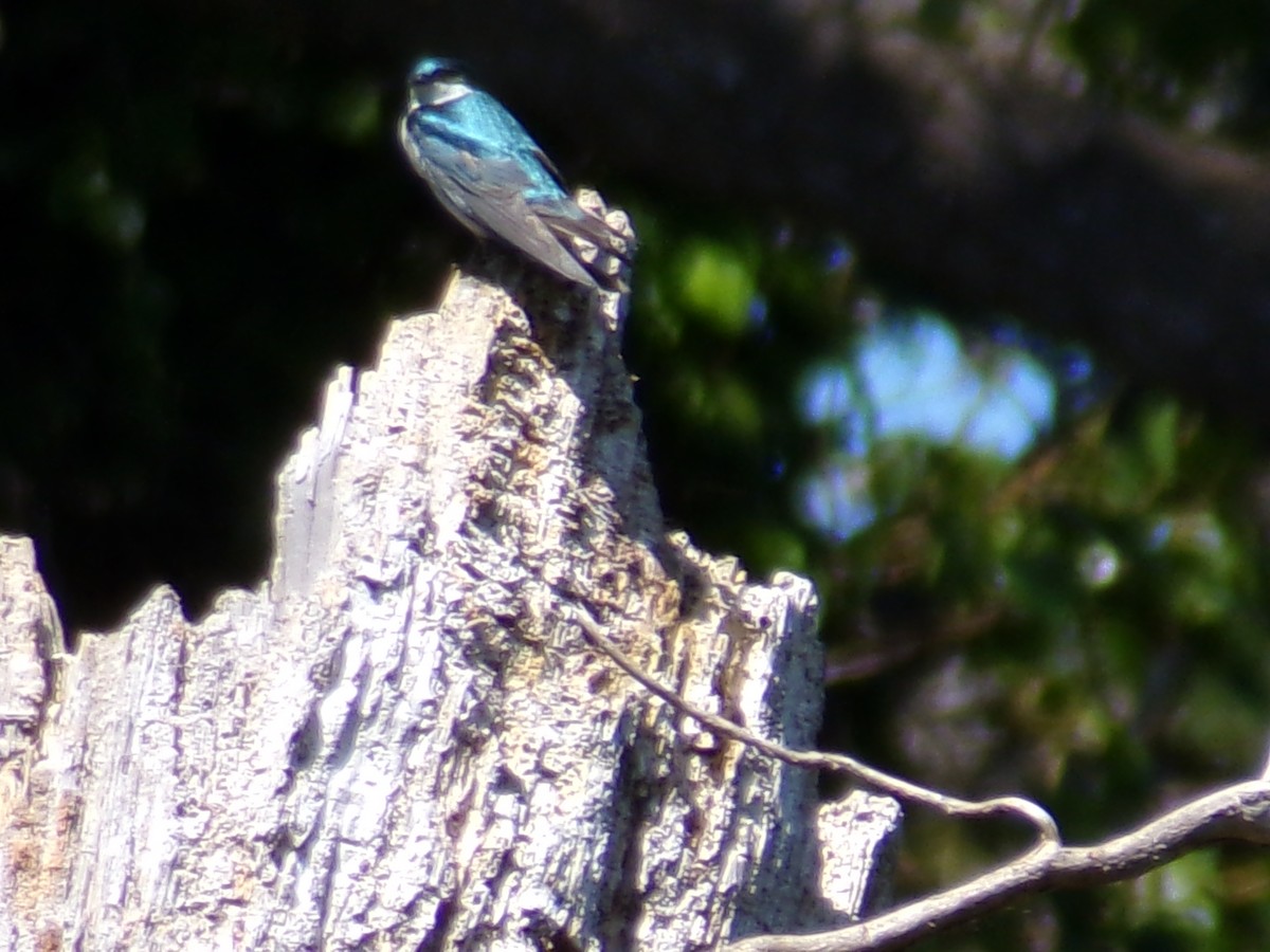 Tree Swallow - ML618121487