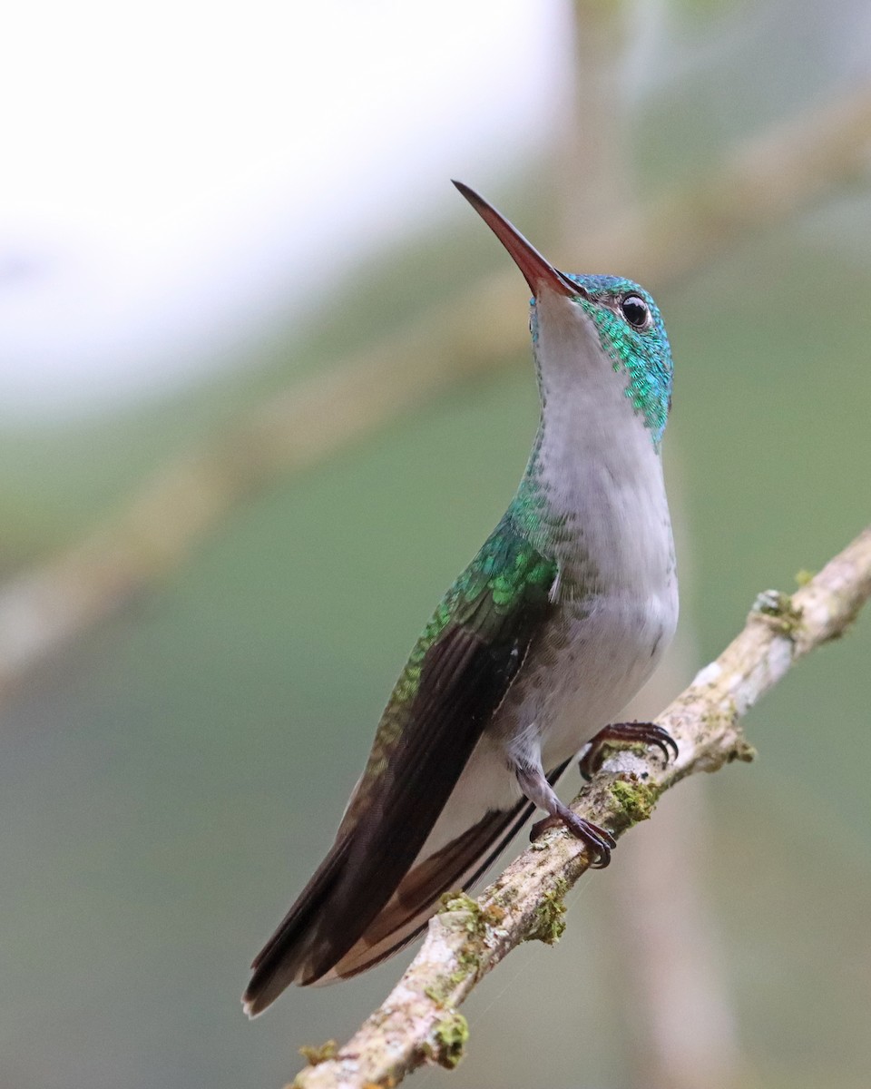 kolibřík andský - ML618121504