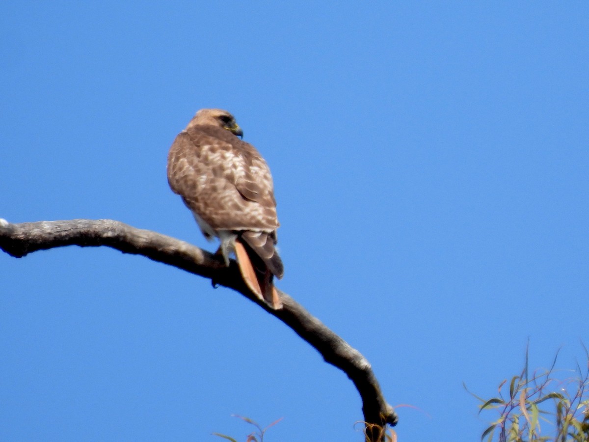 Red-tailed Hawk - ML618121530