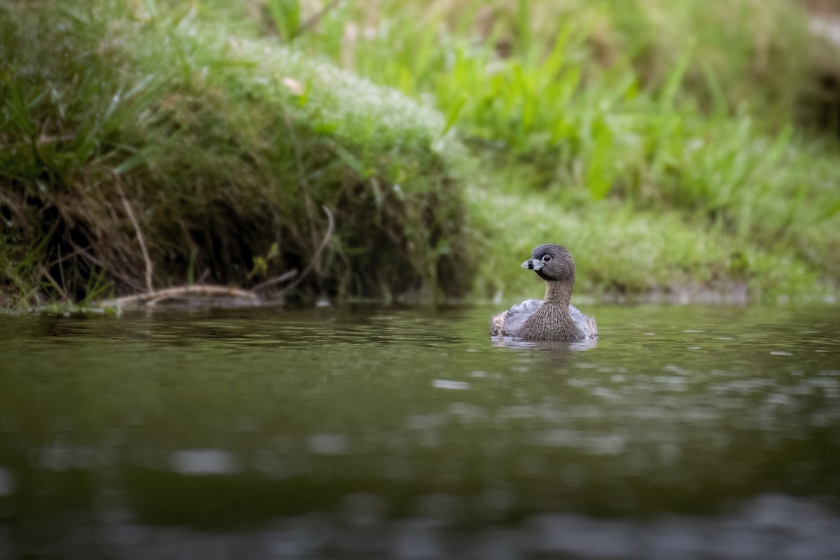 Pied-billed Grebe - Beau Cotter