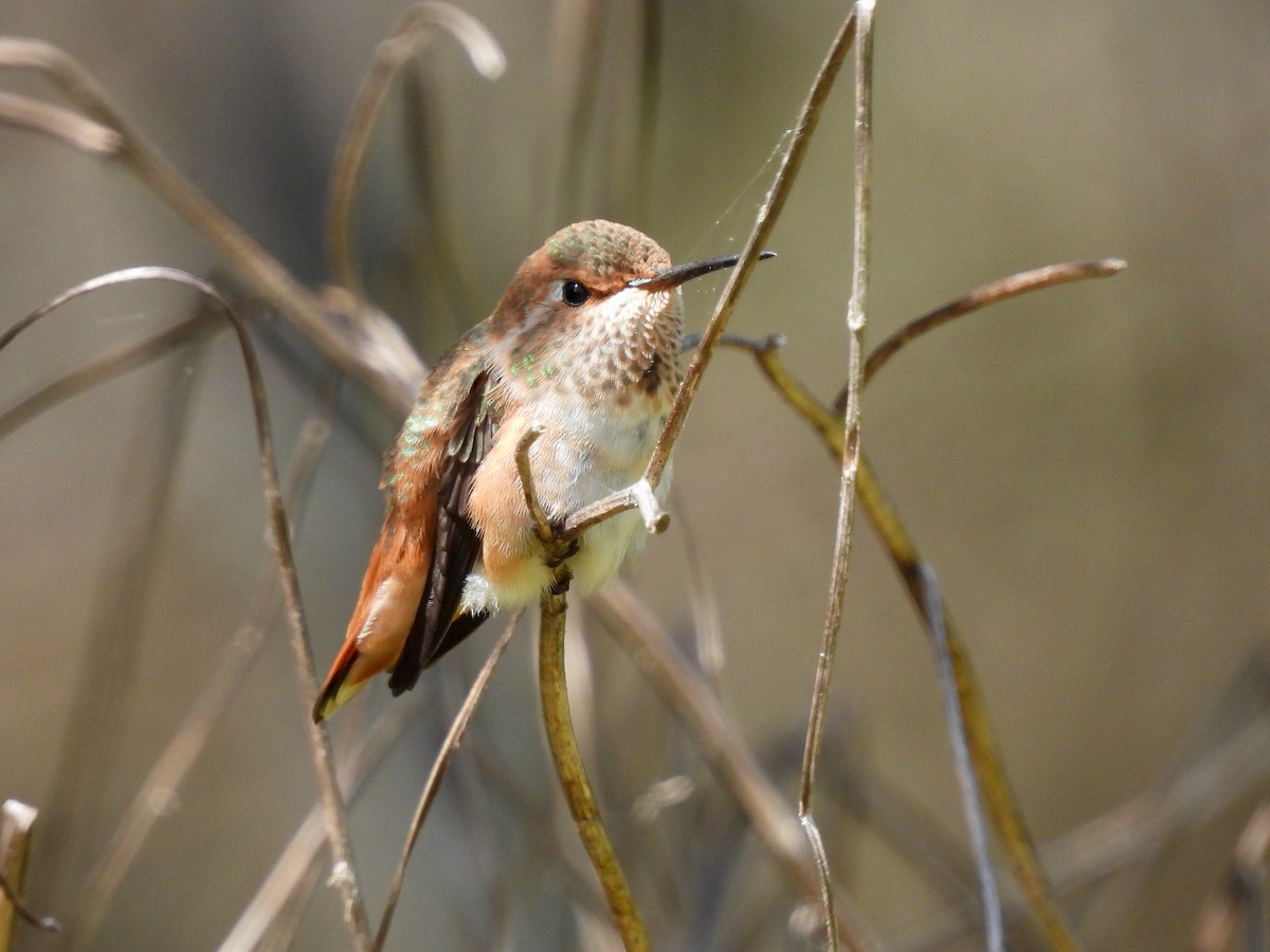 Allen's Hummingbird - ML618121564