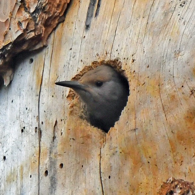 Northern Flicker (Red-shafted) - Denny Granstrand