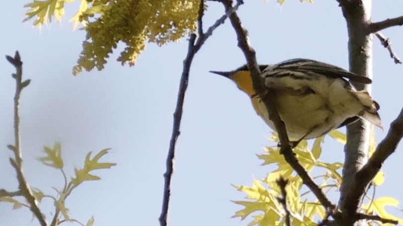 Yellow-throated Warbler - M A