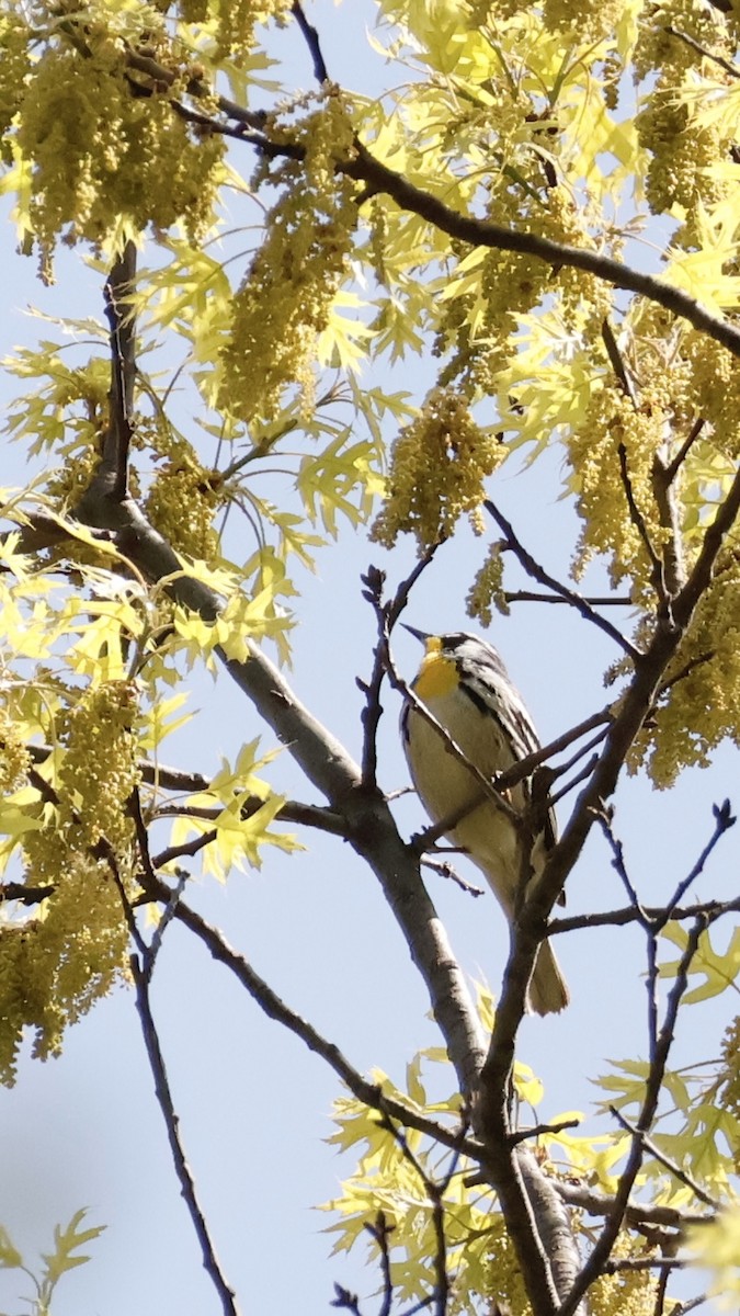 Yellow-throated Warbler - ML618121612