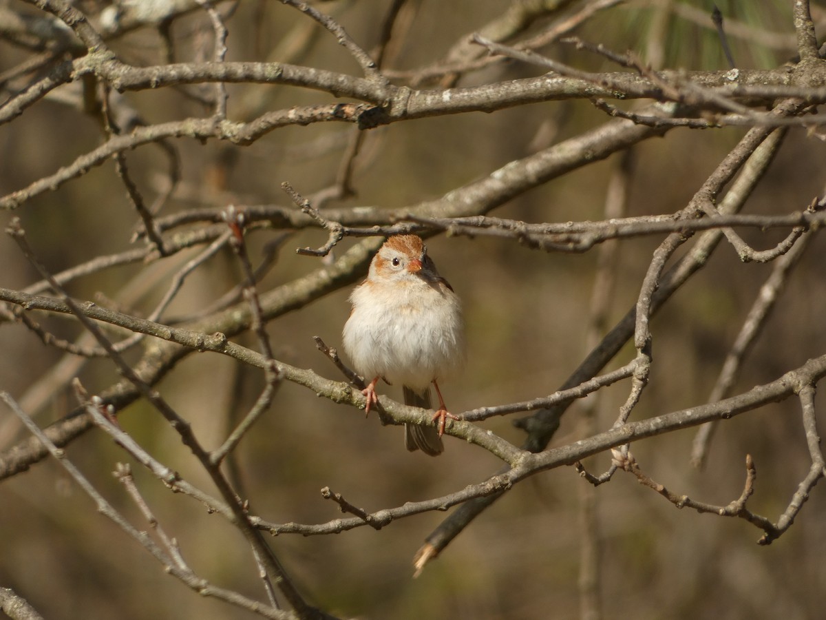 Field Sparrow - PJ M